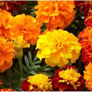 1000+ Marigolds seeds